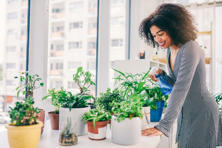 A smiling person waters their office plants.